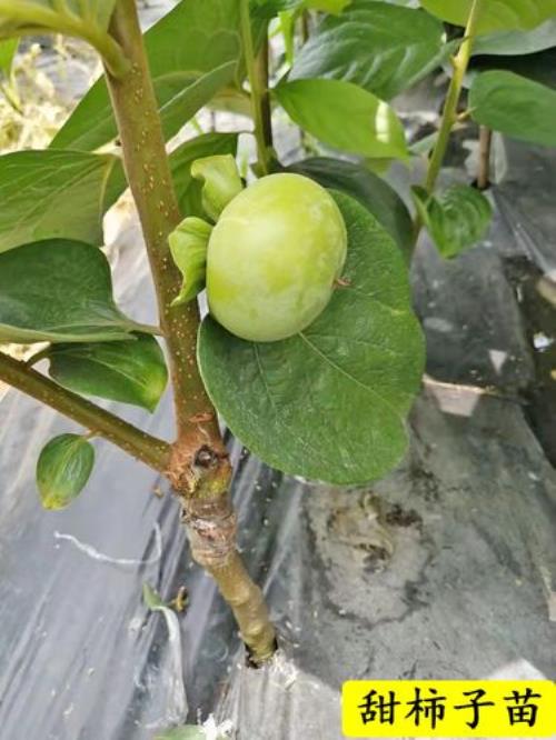 阳丰柿子树苗多大容易成活