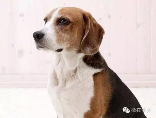 比格犬换毛时间