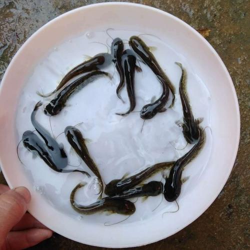 胡子鱼苗喂菠菜要喂多久