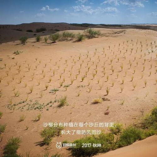 蚂蚁森林树什么时候长成