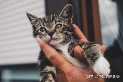 几级可以养猫