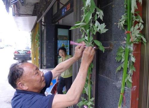 端午节割艾枝的意义
