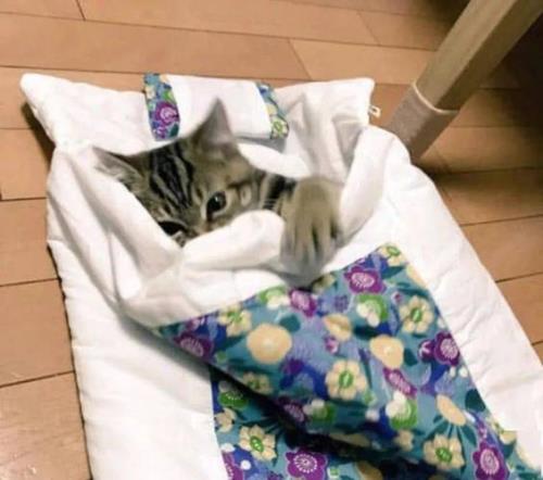 猫咪冬天不盖被子会冷吗