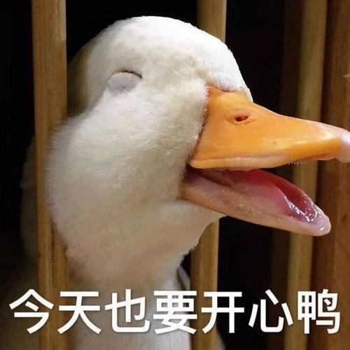 什么歌可以让心情好起来