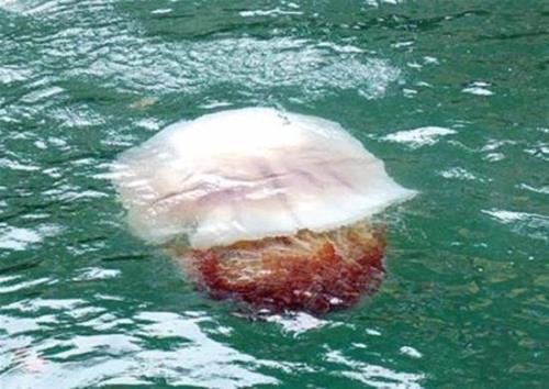 海蜇一般几点浮出水面