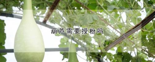 葫芦枯萎的雄花要不要剪掉