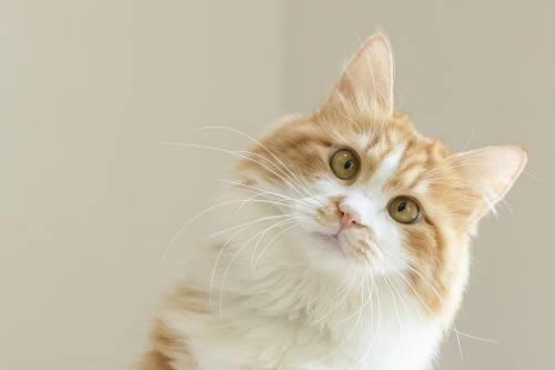 猫多长时间出栏
