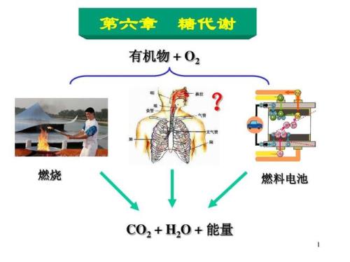有机物燃烧可能生成什么