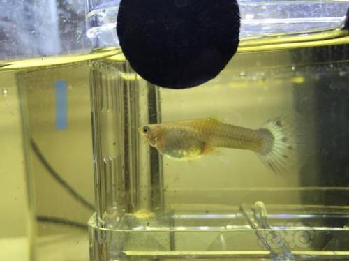 两条孔雀母鱼可以放一起下崽吗