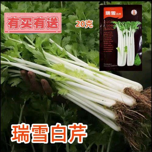 芹菜白杆怎么回事
