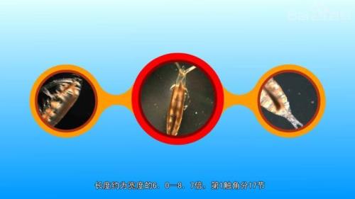 水蚤聚集是什么意思