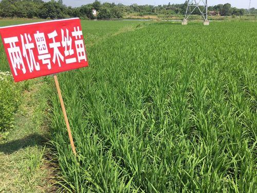 龙两优粤禾丝苗有什么问题