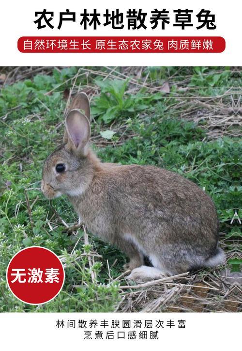 散养兔子一平方能养几个兔子