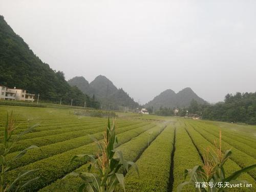 湖北恩施茶叶排名