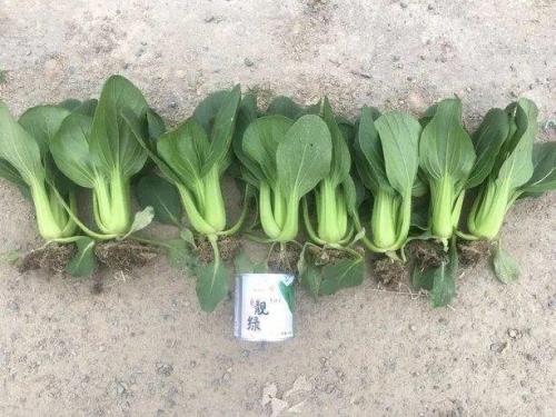 金香油菜11种子好不好