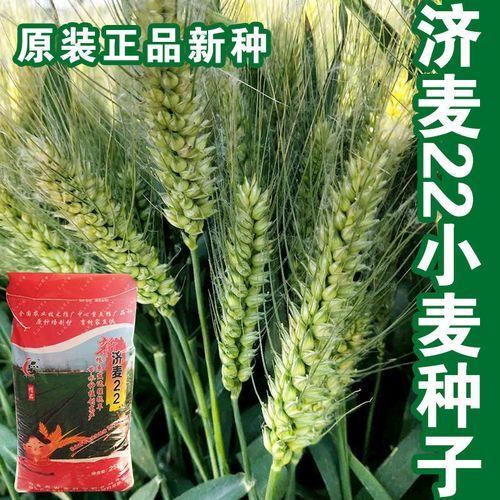 济麦22是原种好还是一代品种好