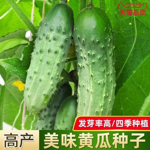 东北九月青黄瓜什么时候种