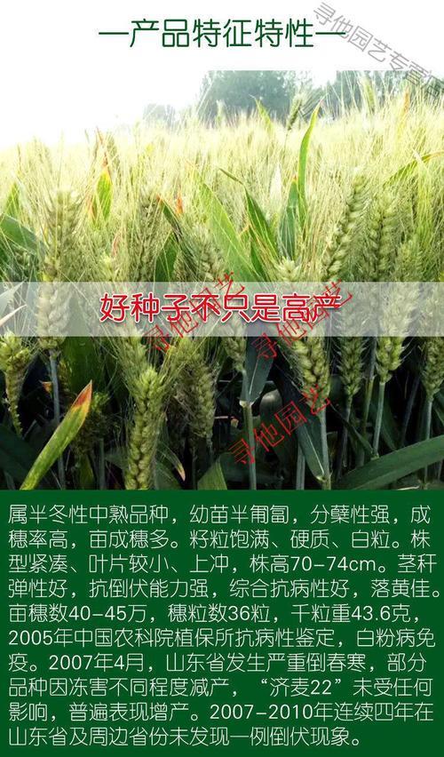 全金钻版济麦38是原种吗