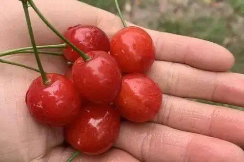 红妃樱桃为什么有点苦