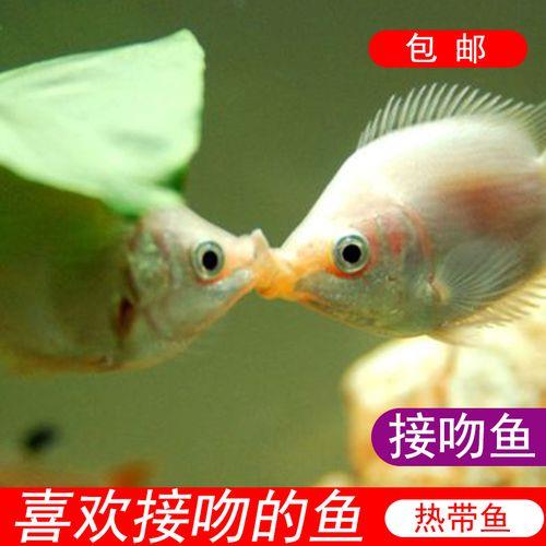 接吻鱼可以和什么鱼混养啊
