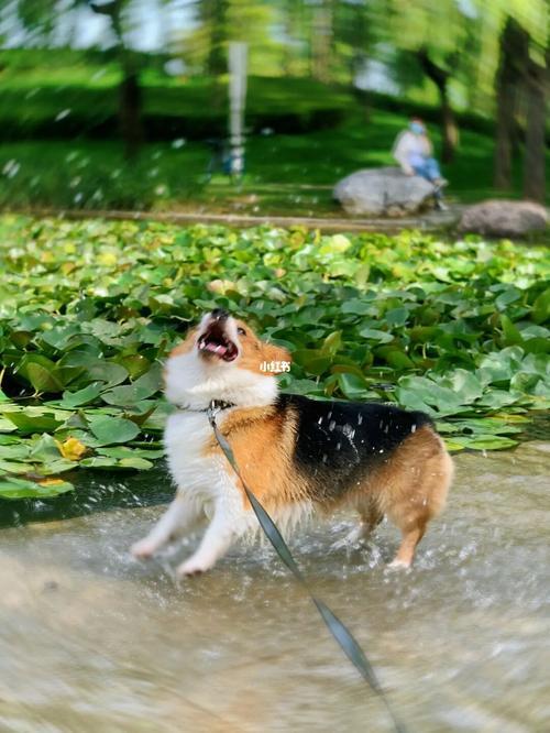 玩水暴晒后怎么处理