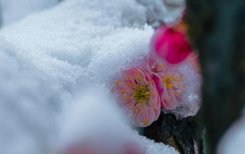 雪压梅花戴素冠什么意思