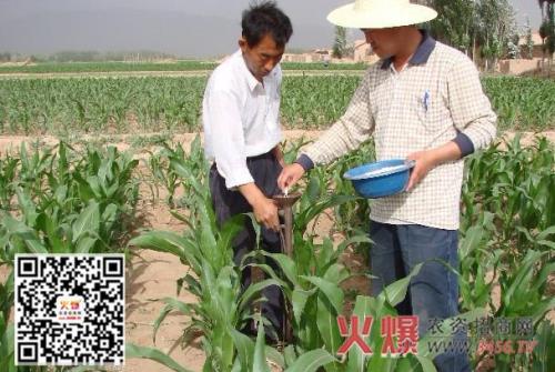 夏玉米只用二铵能高产吗