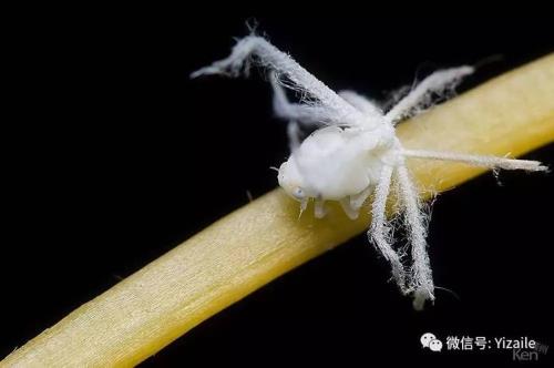 怎么养殖芝麻虫