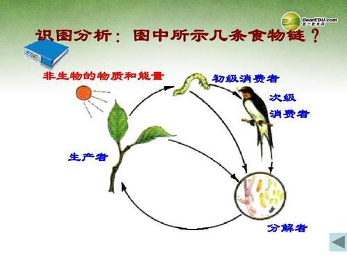 食物链中，那些是生产者