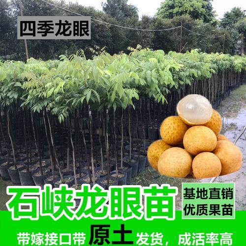 四季龙眼如何控制统一结果