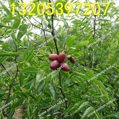 正宗龙枣树在什么地方