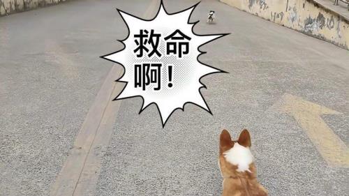 怎么胆子大什么都敢做