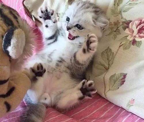 为什么我一摸猫猫就伸出爪子