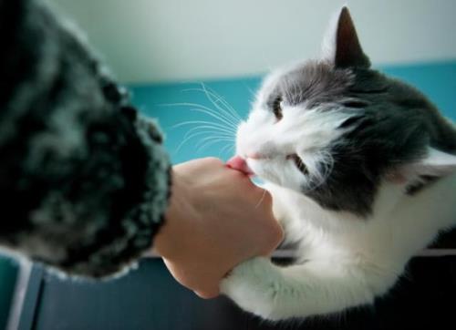 为什么摸完小猫小猫要舔自己