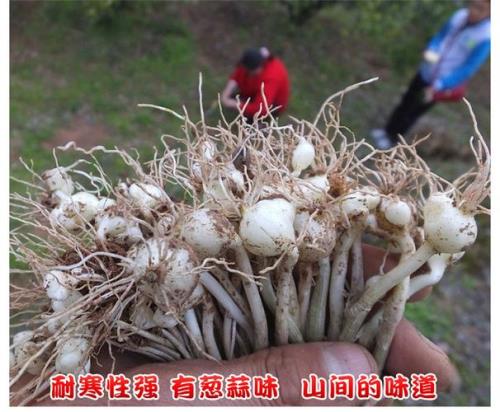 大脑瓜种子能吃吗