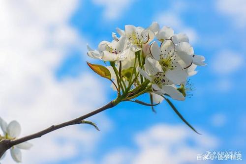 冬去春又来，终有花开时