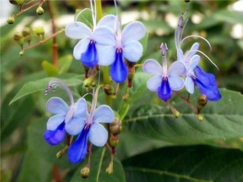 很小众却很惊艳的花名