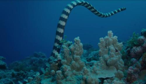 珊瑚崛起秘密地点