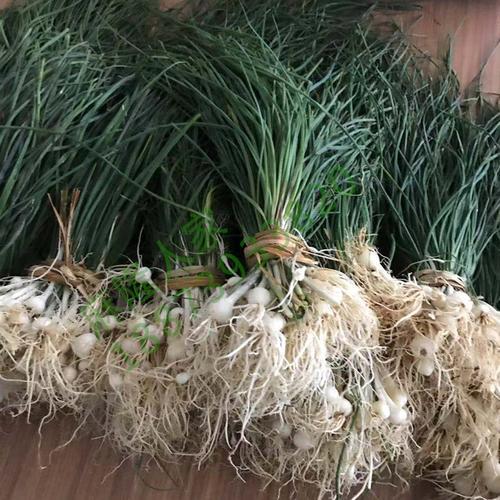 大脑瓜的种植方法