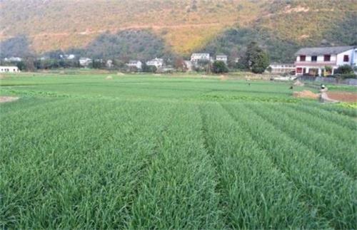 陕西关中地区蒜苗种植时间