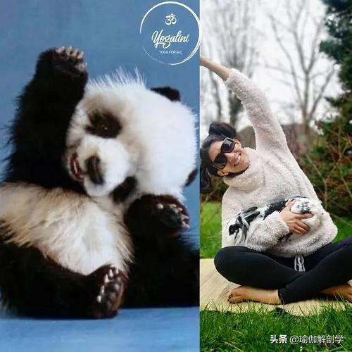 不骄傲不躁的动物