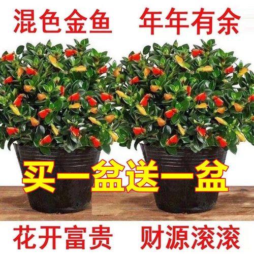 鱼嘴花怎样扦插