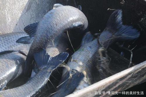 调查青鱼的种群密度常用方法