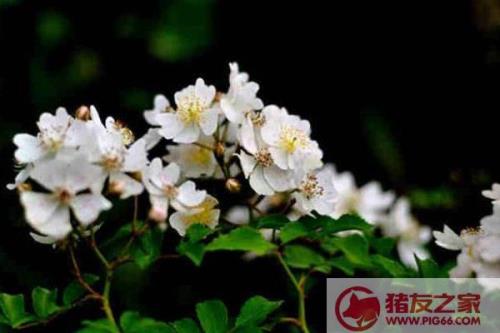 花开荼靡春将残,夙夜难寐夜已央