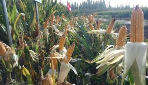 河北省2021年玉米种植主推品种