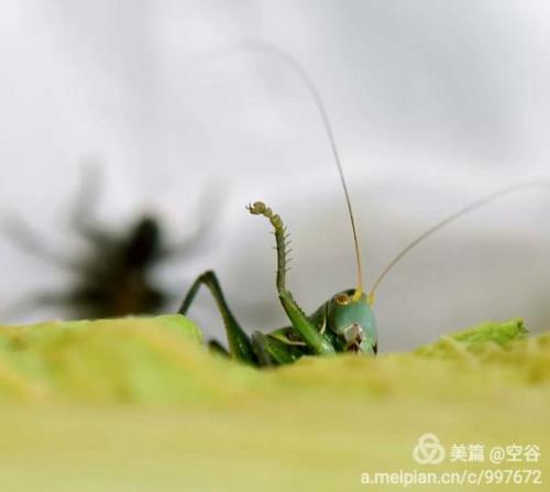 蝈蝈鸣叫记阅读答案