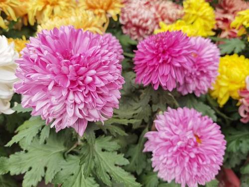 聊城植物园有菊花吗