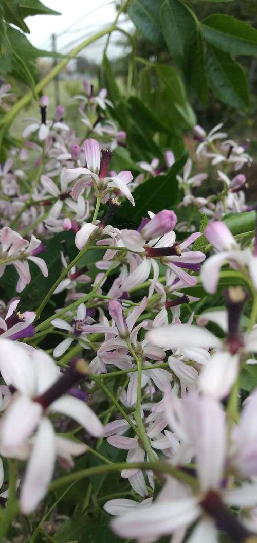 豫剧苦楝花剧情介绍