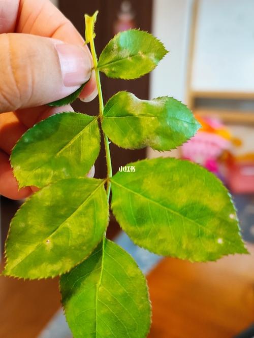 月季叶子残缺不全
