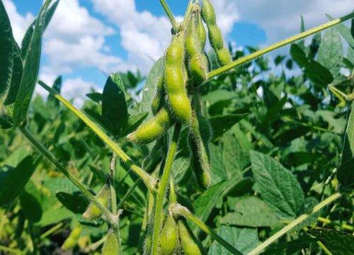 7月份广东可以种植大豆吗